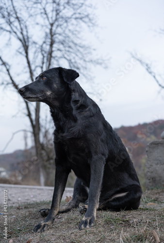 Lonely dog ​​sitting on the street