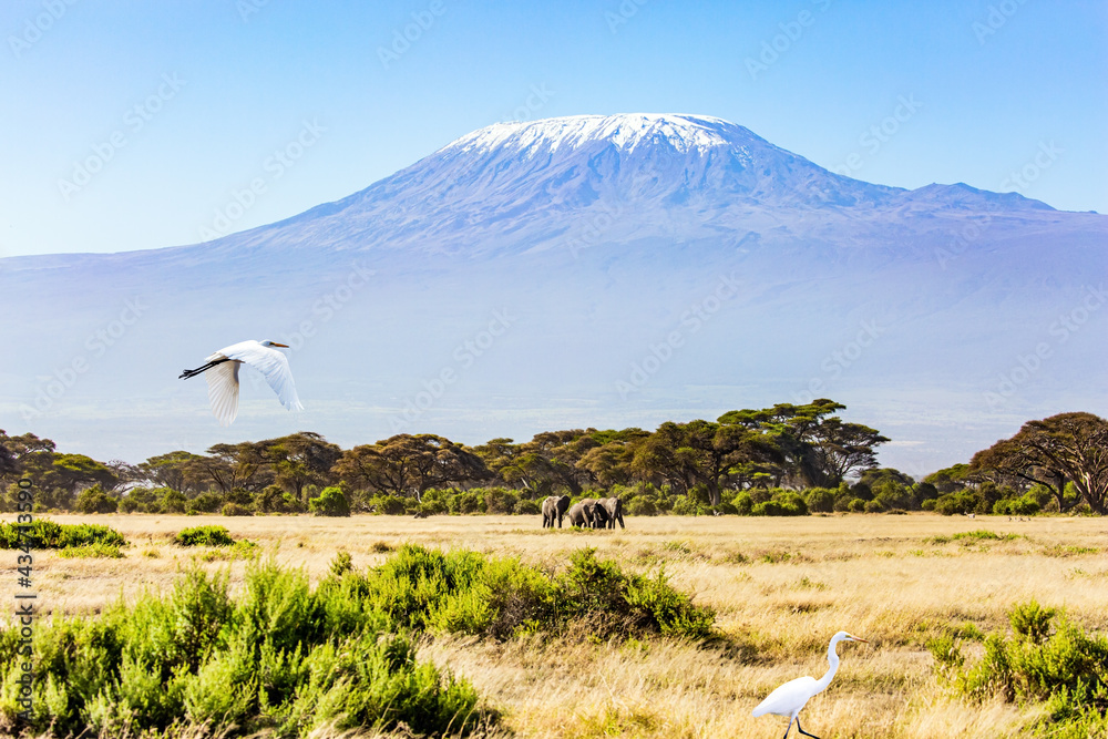 Fototapeta premium Great egret flying over the grass
