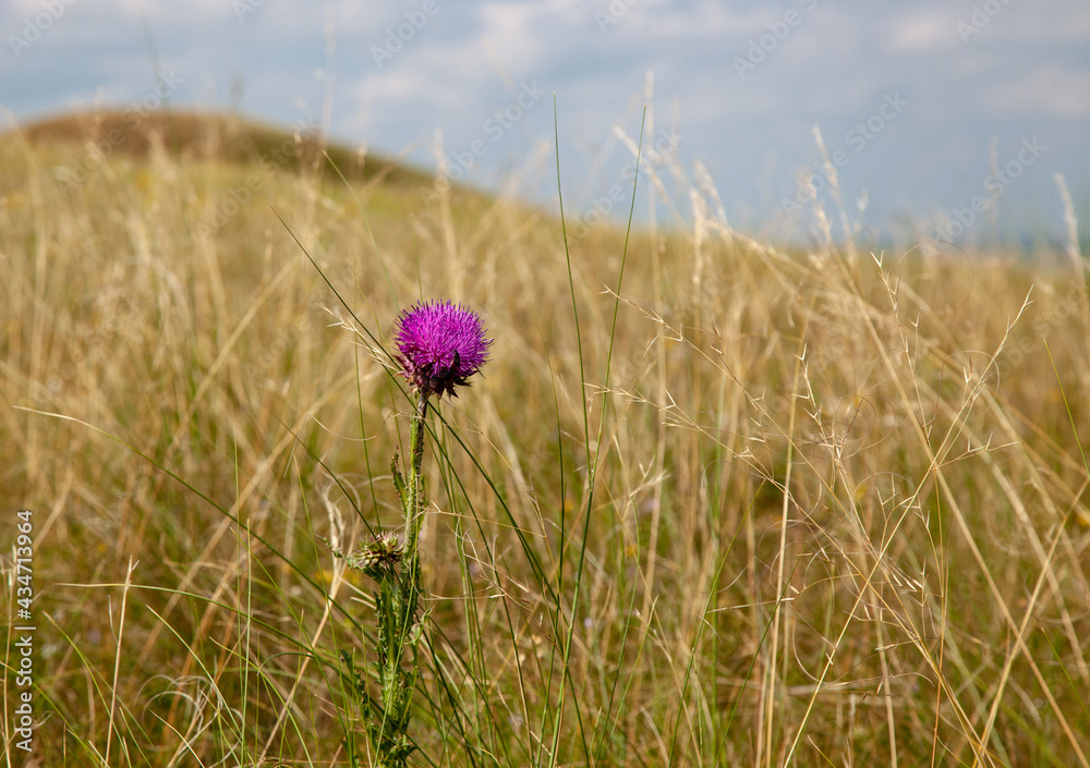Thistle flower on the background of a meadow, a hill and a cloudy sky.