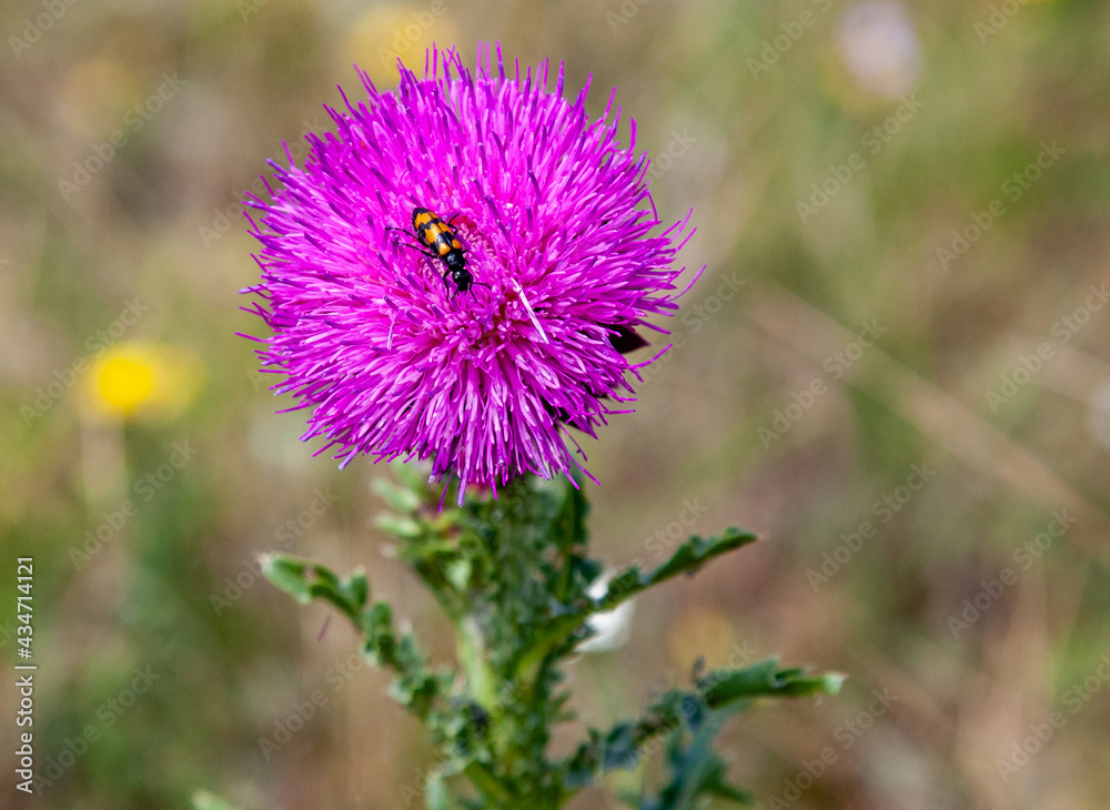 Striped beetle on a thistle flower with free space for inserts. Striped beetle on a thistle flower with free space for inserts.