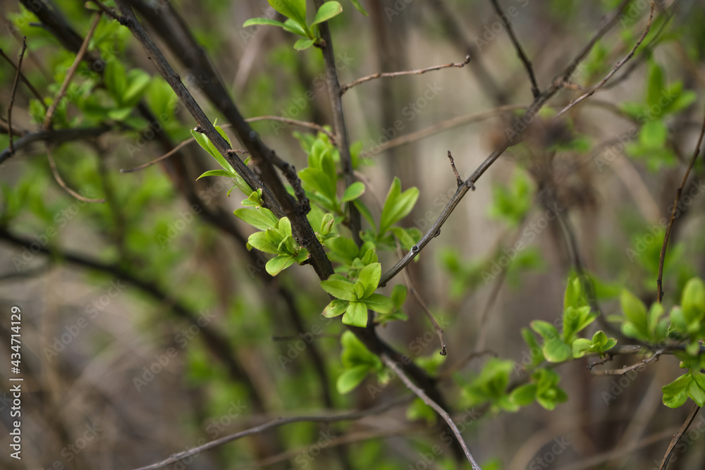 spring green honeysuckle leaves spring green honeysuckle leaves