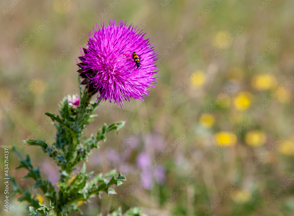 Striped beetle on a thistle flower with free space for inserts. Striped beetle on a thistle flower with free space for inserts.