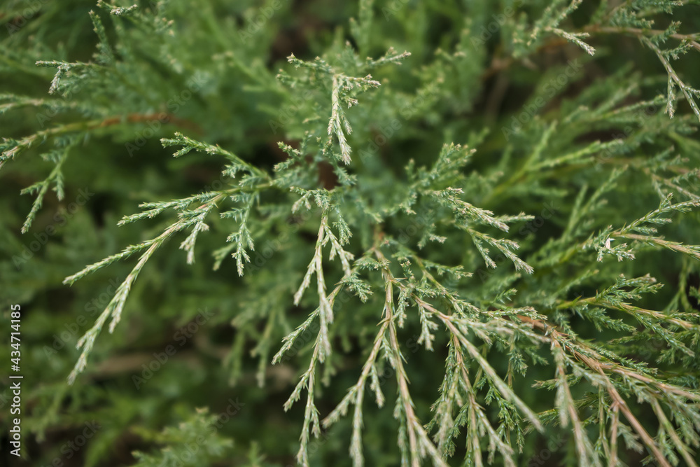 top view of Thuja occidentalis leaves top view of Thuja occidentalis leaves