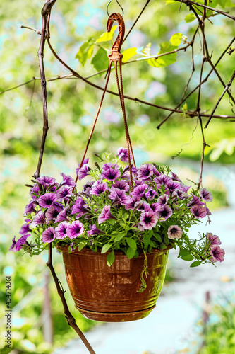 Flowers in a hanging pot as an element of garden decor