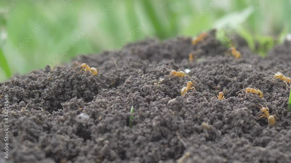 Yellow Ants Crawling On Anthill In The Woods Yellow Ants Crawling On Anthill In The Woods