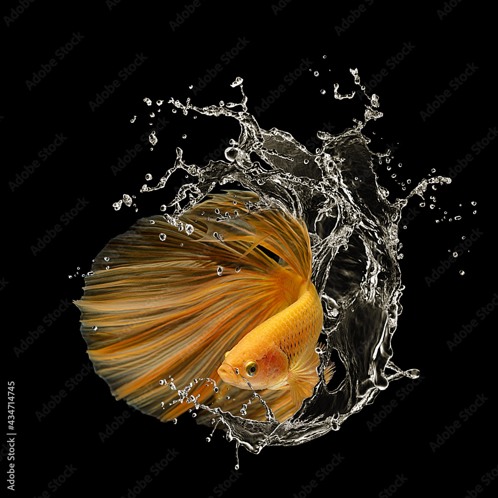 Orange betta fish splashing in water Stock Photo
