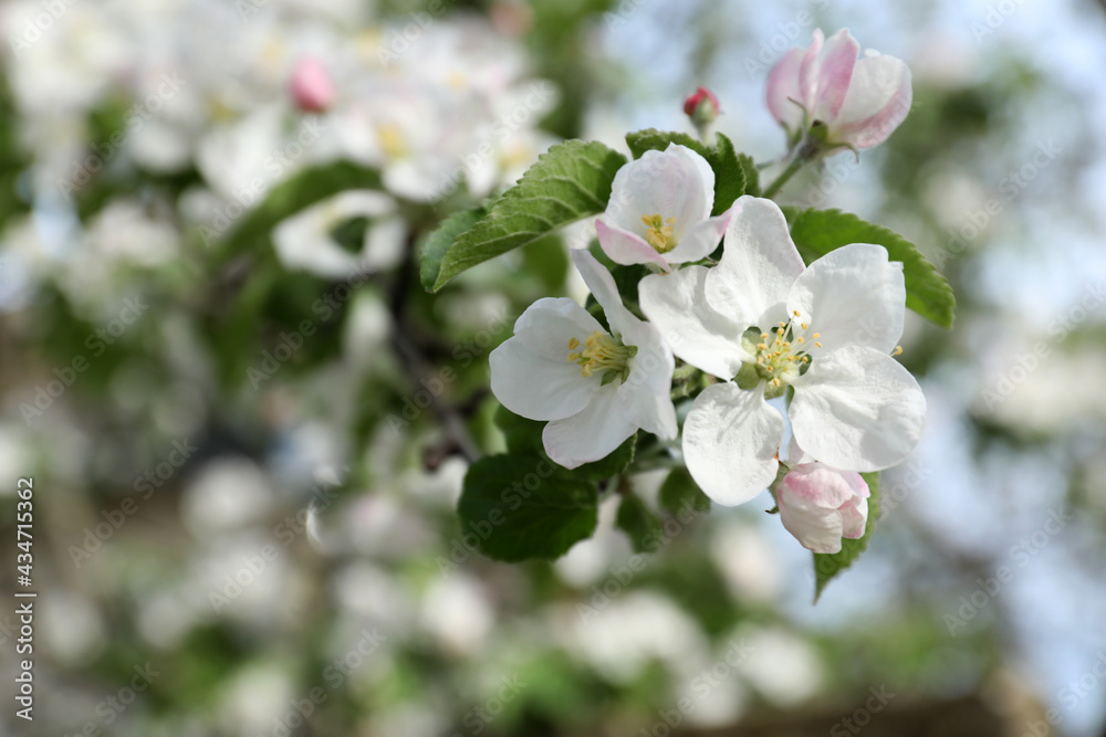 Closeup view of blossoming quince tree outdoors Closeup view of blossoming quince tree outdoors
