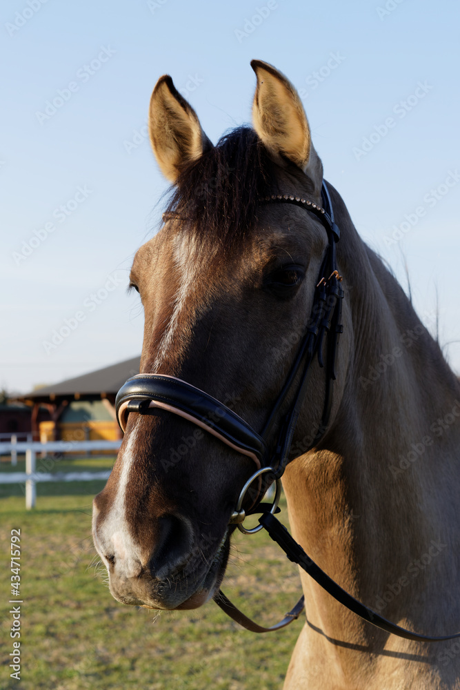 Naklejka premium Lusitano gelding horse with bridle. Grullo coat color head horse portrait.