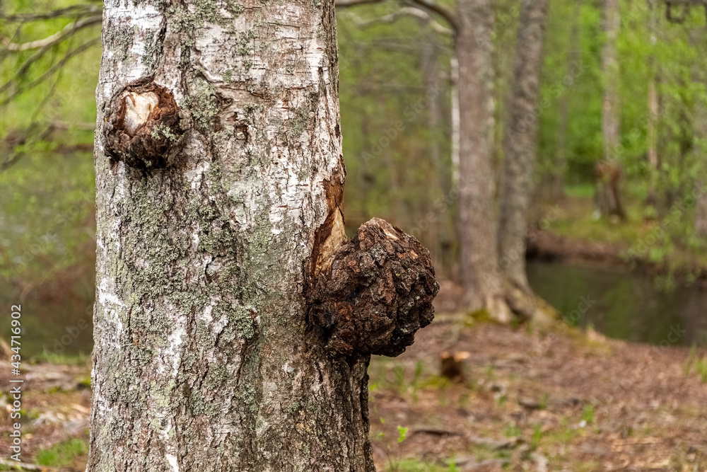 Parasitic fungi and growths on the birch trunk. Bulge on a birch. Close up. Parasitic fungi and growths on the birch trunk. Bulge on a birch. Close up.