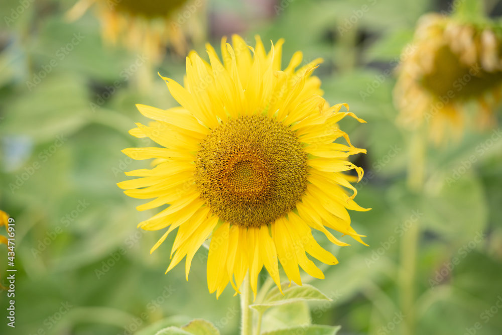 Sunflower natural background. Sunflower blooming. Plant growing up among other sunflowers. Daylight in morning or evening. Big yellow sunflowers field. Harvest time.