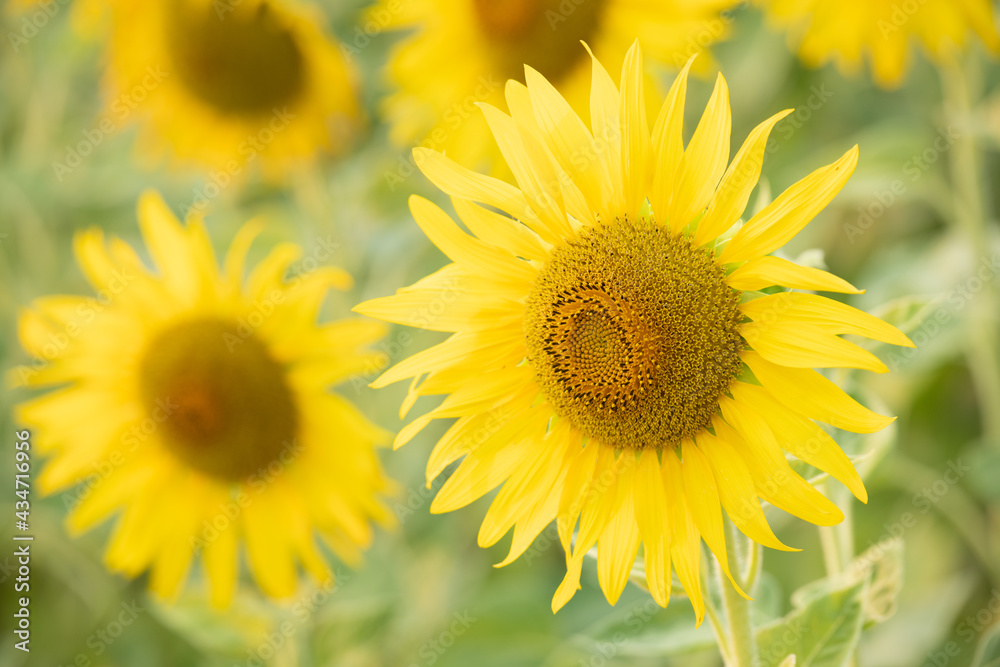 Sunflower natural background. Sunflower blooming. Plant growing up among other sunflowers. Daylight in morning or evening. Big yellow sunflowers field. Harvest time. Sunflower natural background. Sunflower blooming. Plant growing up among other sunflowers. Daylight in morning or evening. Big yellow sunflowers field. Harvest time.