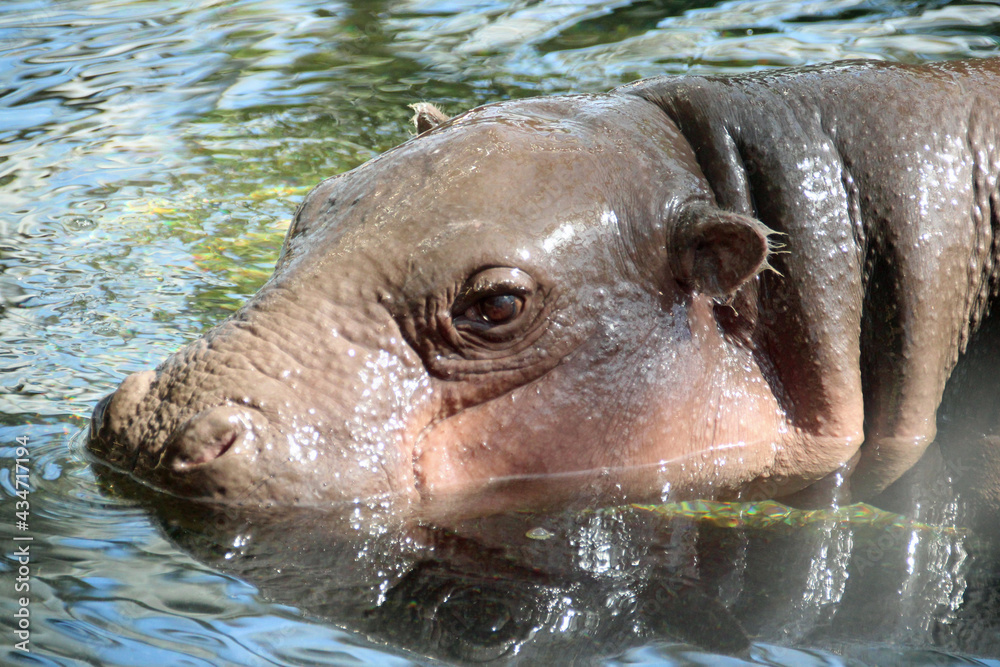 Fototapeta premium pygmy hippopotamus in a zoo (france) 