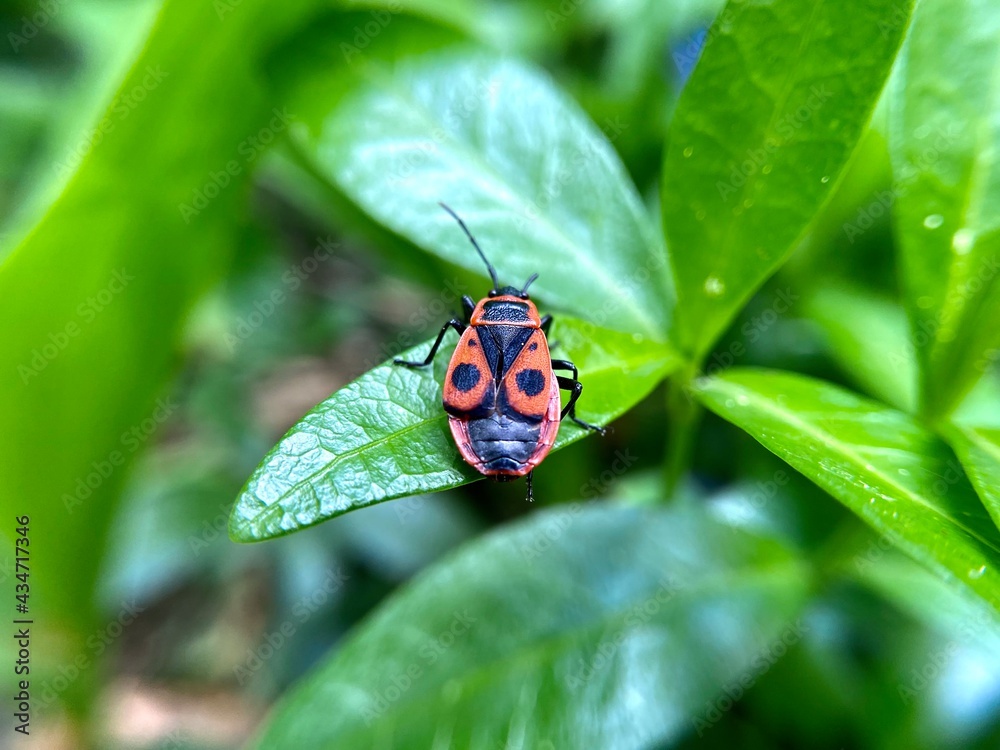 Pyrrhocoris apterus Linnaeus, «красноклоп бескрылый», или «козачёк», «красный клоп», « Pyrrhocoris apterus Linnaeus, «красноклоп бескрылый», или «козачёк», «красный клоп», «