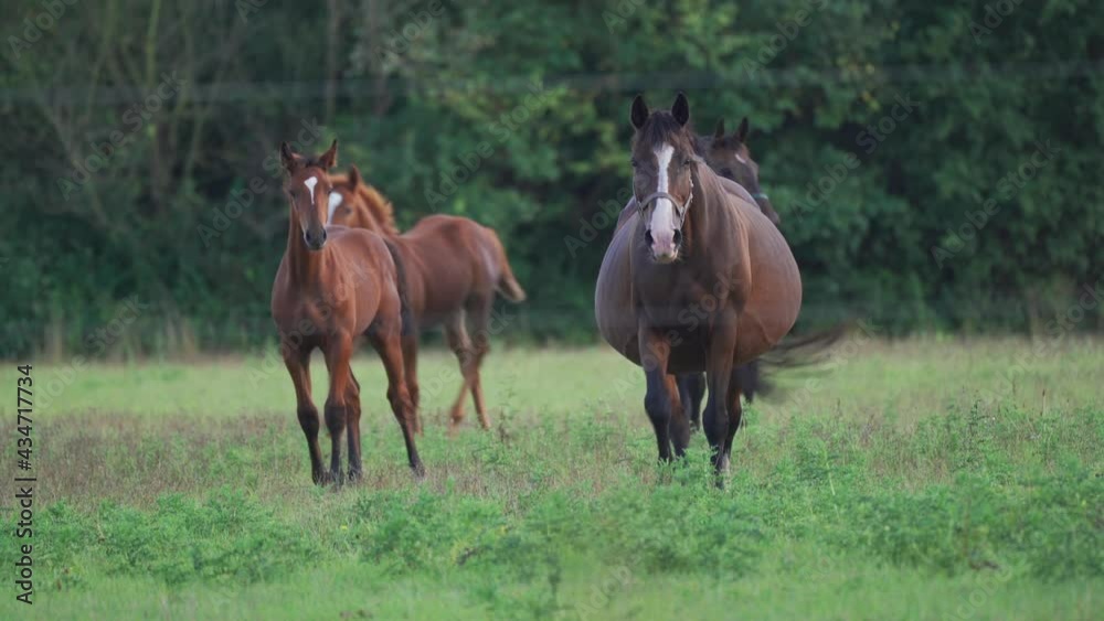 Two mares with foals close to their mother's flank grazing on the meadow. Chestnut colored with white marks on their heads, beautiful creatures. Foals shy, but curious, mares calm and protective.