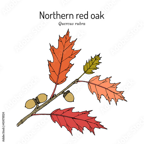Northern red oak Quercus rubra , state tree of New Jersey