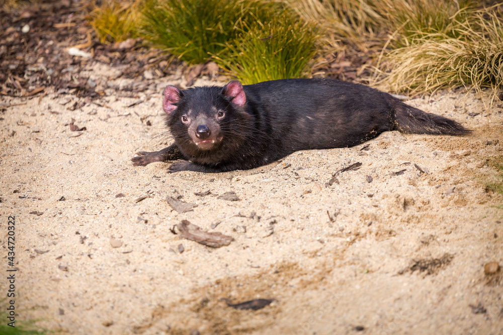 devil bear mammal or tasmanian devil devil bear mammal or tasmanian devil