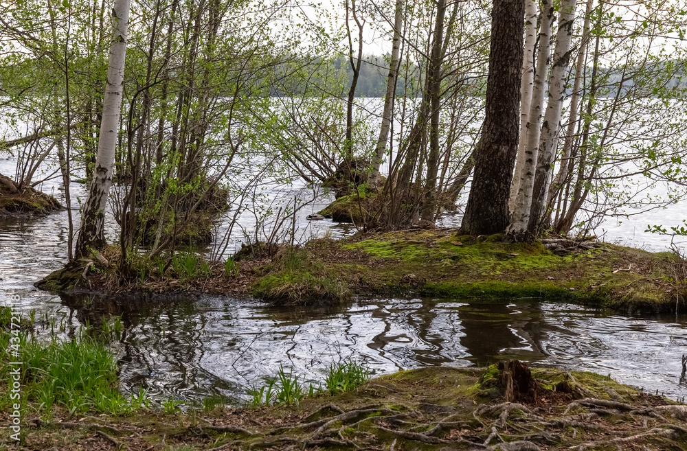 Lake. Spring flood. The forest is flooded with water.