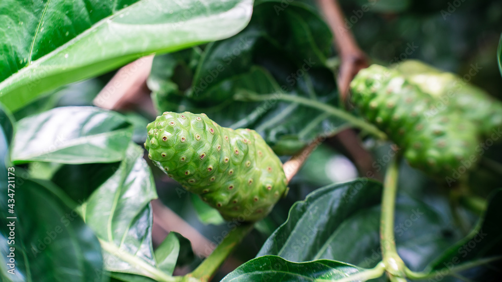 Raw of Noni Fruits with green leafs. Great morinda,Indian mulbery,Morinda citrifolia Raw of Noni Fruits with green leafs. Great morinda,Indian mulbery,Morinda citrifolia