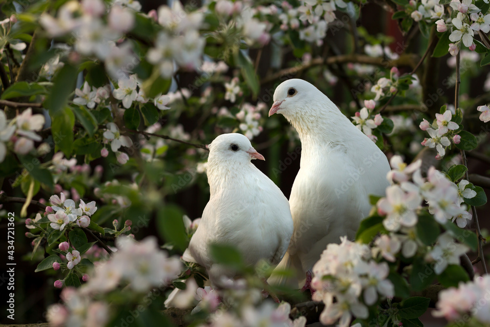 Two white doves with love. Valentine and Sweetest day concept. Couple of pigeons bird on the tree with background of blossom gardens.Love end familly concept.Couple of lover bird. together concept. Two white doves with love. Valentine and Sweetest day concept. Couple of pigeons bird on the tree with background of blossom gardens.Love end familly concept.Couple of lover bird. together concept.
