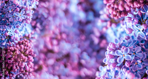 Beautiful floral spring background  banner with lilac branches. Lilac close-up  blurred bokeh background  sunlight. Lilac and pink flowers. 