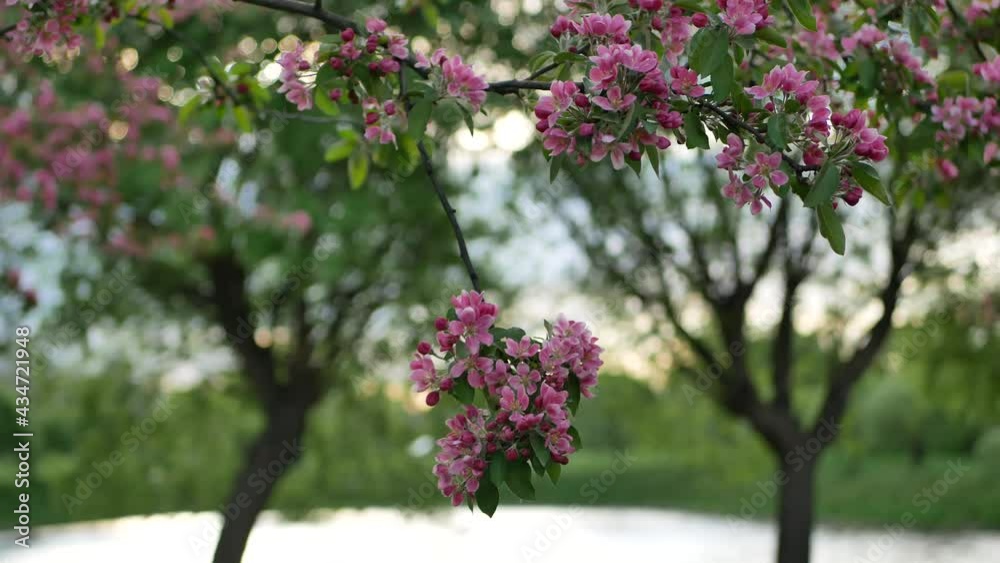 Spring landscape - a blossoming apple tree in the rays of the setting sun. Bright pink flowers on an apple tree against the background of a city park. Spring landscape - a blossoming apple tree in the rays of the setting sun. Bright pink flowers on an apple tree against the background of a city park.