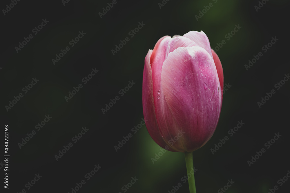 Fototapeta premium Einzelne Tulpenblüte vor dunklem Hintergrund