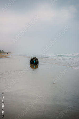 Boué échouée sur la Plage du centre naturiste du Cap d'Agde © Gerald Villena