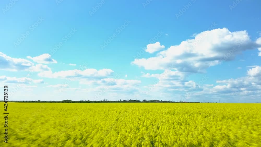 Aerial View of Colza Flowers Field and Blue Sky with Clouds. Fast Moving Drone Flies Backwards Low Over Rapeseed Yellow Canola Plants. Spring Field in Bloom and Beautiful Landscape Aerial View of Colza Flowers Field and Blue Sky with Clouds. Fast Moving Drone Flies Backwards Low Over Rapeseed Yellow Canola Plants. Spring Field in Bloom and Beautiful Landscape