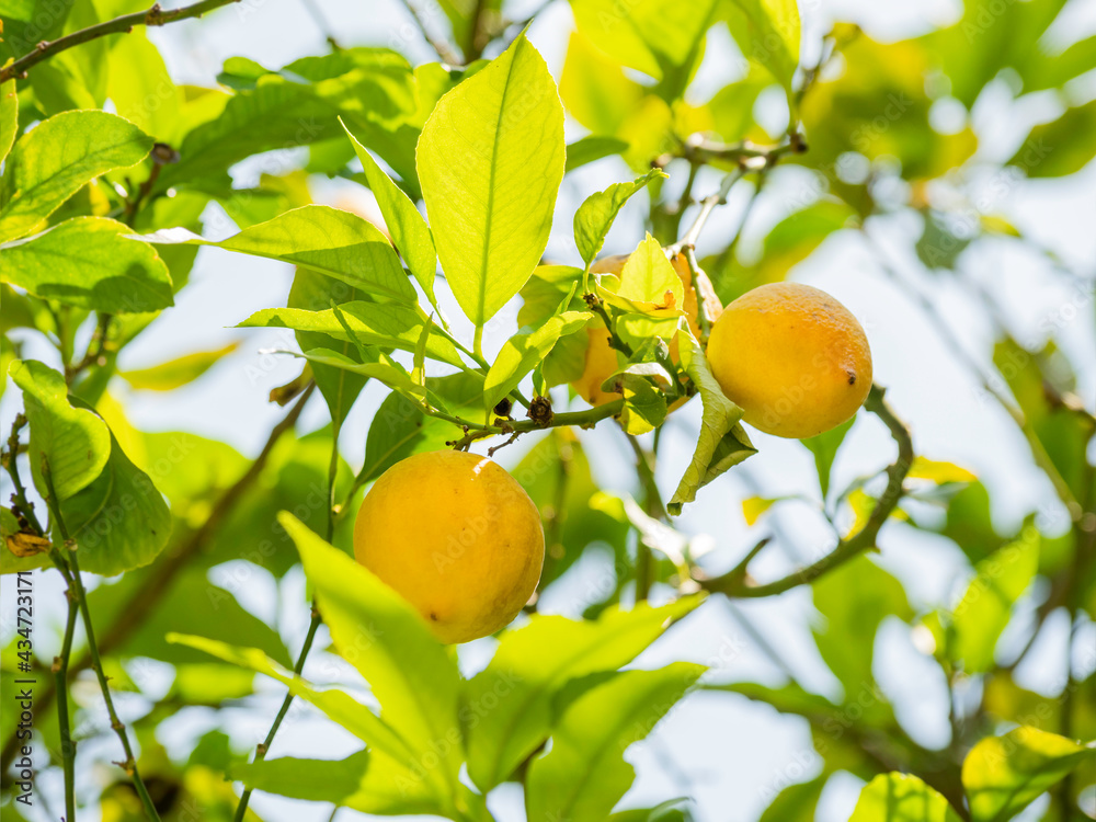 Sun shines through foliage of lemon tree. Fresh ripe fruits grow on branches. Agricultural gardening in Turkey.