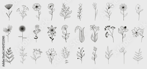 Bundle of detailed botanical drawings of blooming wild flowers. Black and white doodle blossom. Decorative floral elements set. Vector illustration 