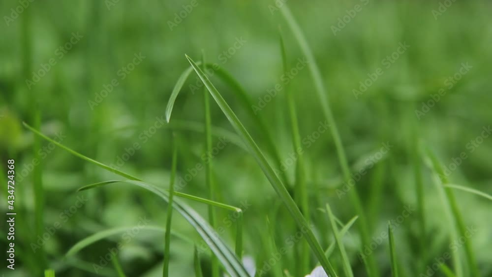 Grass sways in wind. Green grass texture close up. Grass background. Swaying grass. Grass sways in wind. Green grass texture close up. Grass background. Swaying grass.