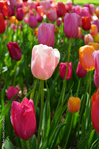 Field of tulips