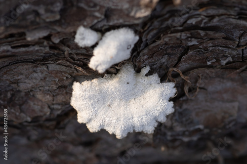 Closeup of pale white split-gill fungus growing on the old tree trunk © Ilga
