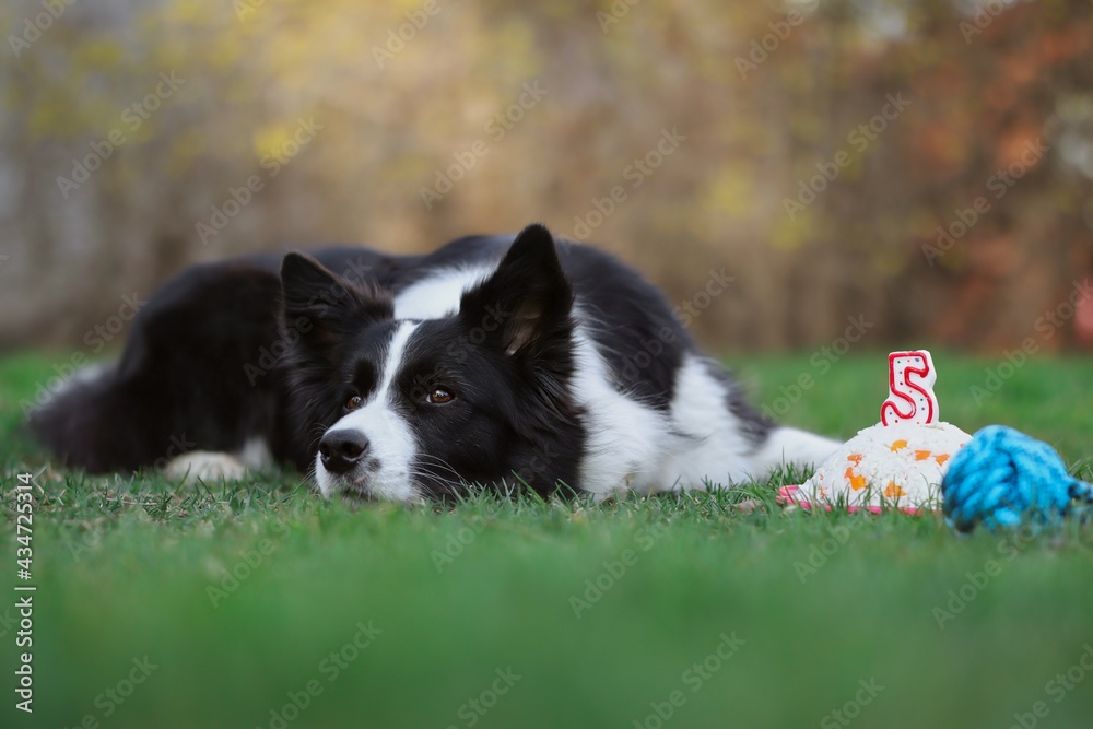 Black and White Border Collie Dog with Head Down Celebrates 5th Birthday with Rice Cake on the Grass.