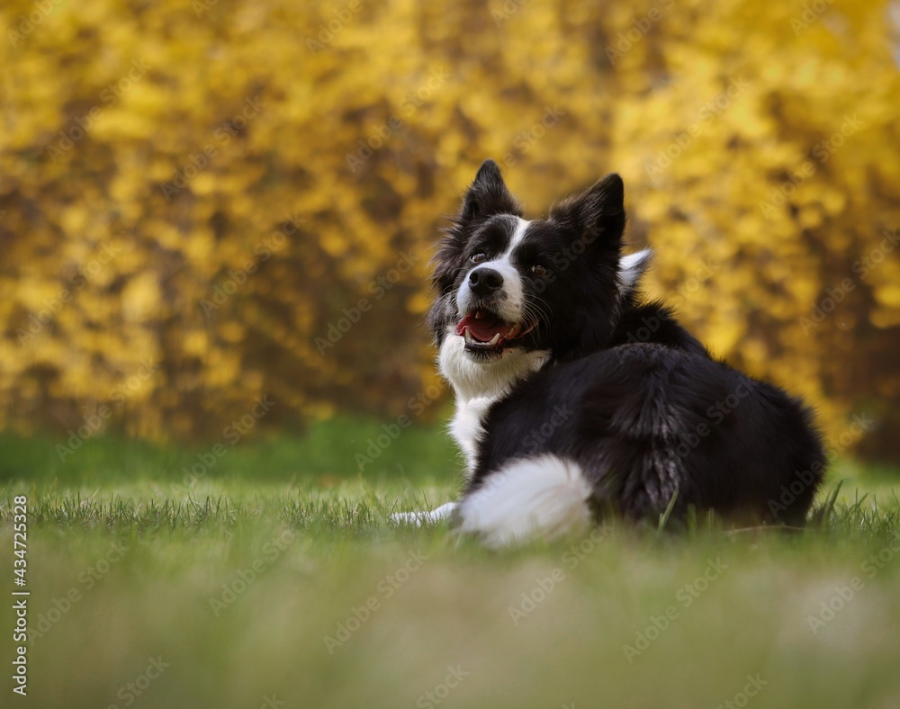 Border Collie with Cute Look in the Spring Park. Beautiful Black and White Dog Lies Down in Grass.