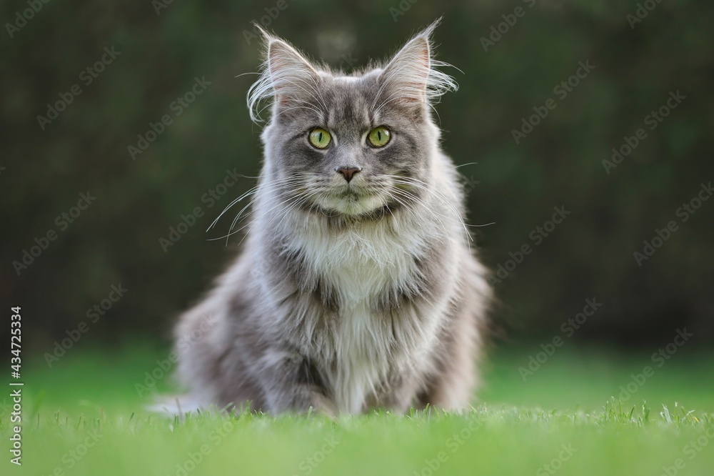 Young Blue Tabby Maine Coon Cat Sits on the Lawn in the Garden. Adorable Feline Animal with Green Eyes in Grass.