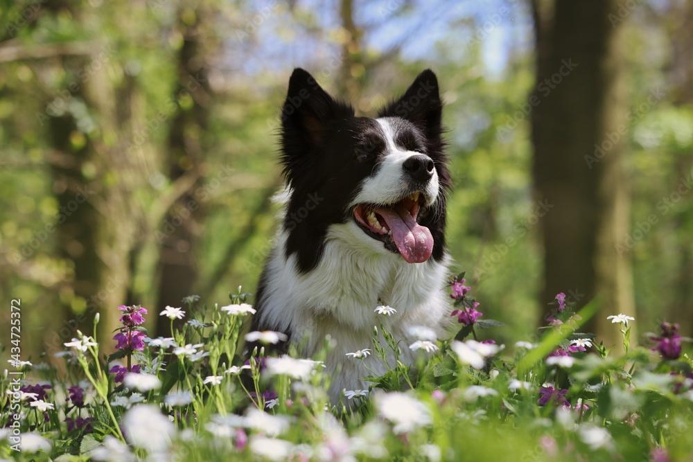 Happy Border Collie Sits in Spring Flowers in Forest. Adorable Black and White Dog in Nature during Springtime.