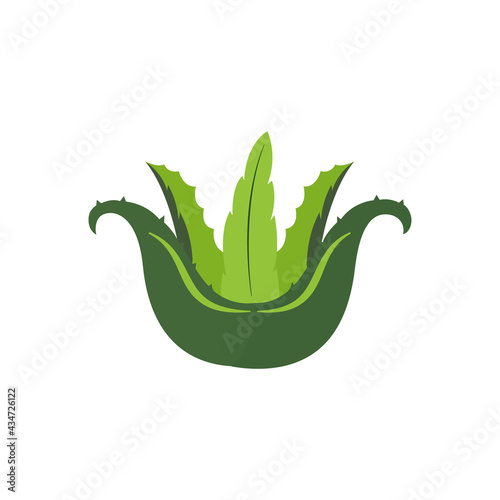 Aloe vera cartoon icon on white background. Vector illustration in flat cartoon design. 