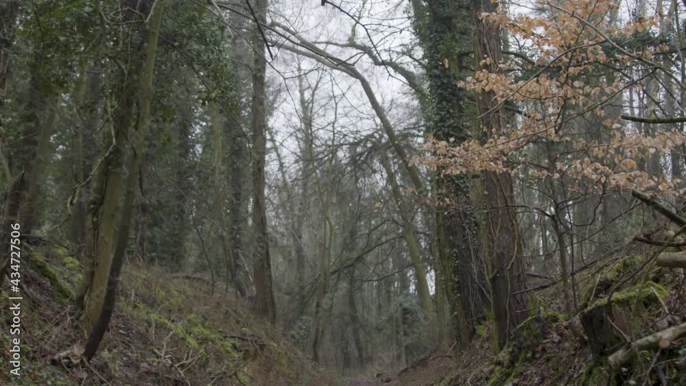 Tracking Shot Along Footpath In Woodland Area Tracking Shot Along Footpath In Woodland Area