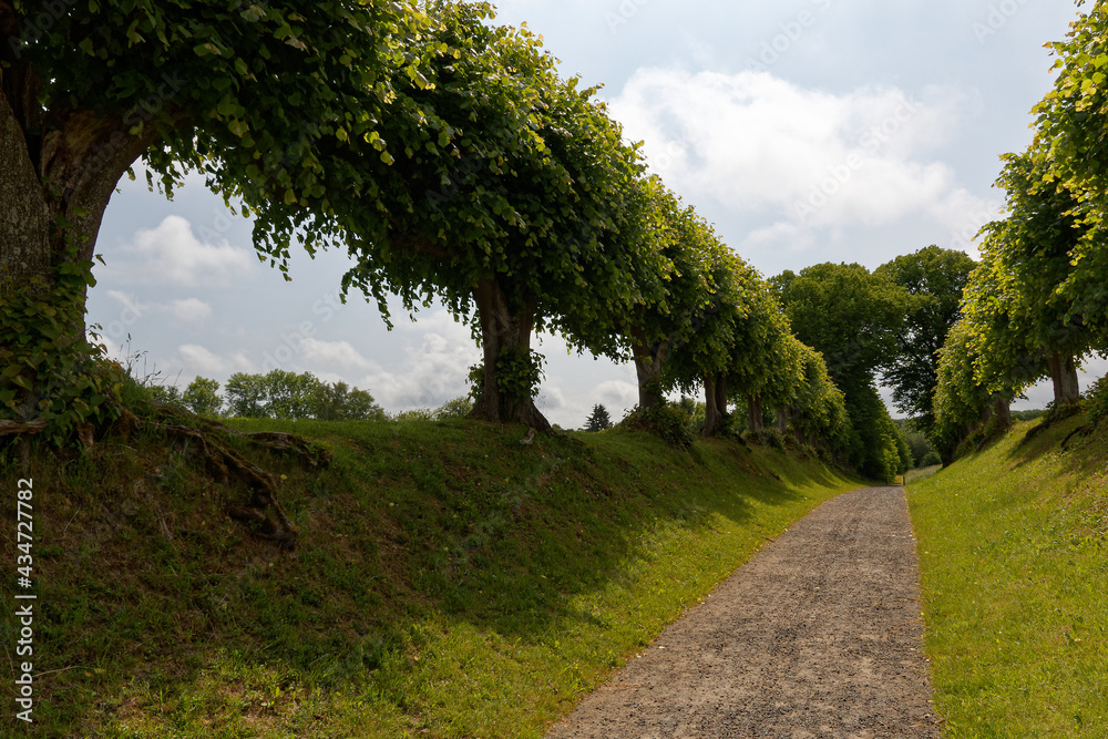 Allee an der Ostsee