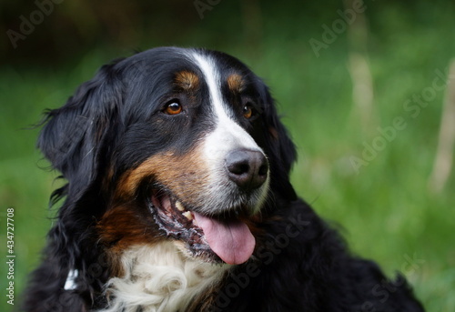 portrait of Bernese mountain dog panting