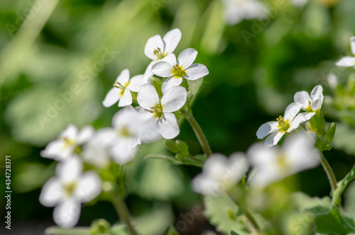 Arabis caucasica white flowering plant  group of springtime flowers in bloom