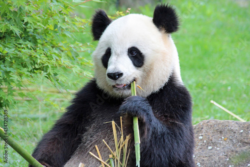 giant panda in a zoo in france