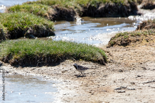 A Pied Wagtail on the bank of a lake