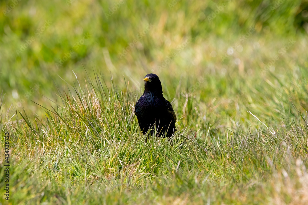 A starling in a meadow surrounded by grass A starling in a meadow surrounded by grass
