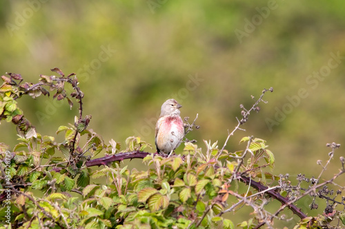 A linnet bird perched on a bramble bush