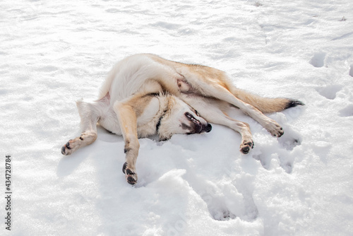 Pies leżący na śniegu w śmiesznej pozycji 
