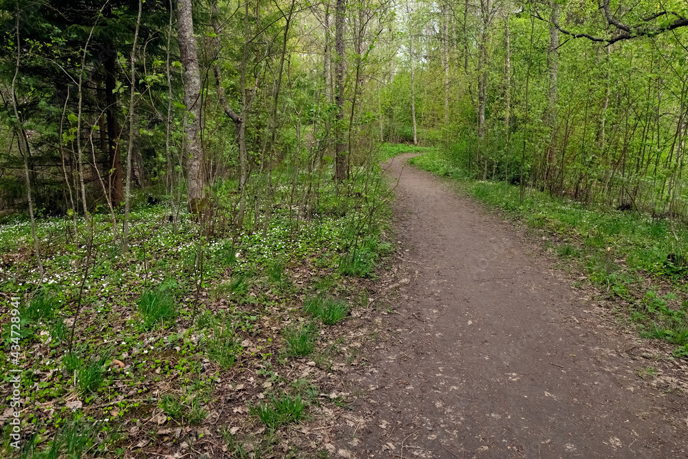 Forest in the spring. The road in the forest. Background. Forest in the spring. The road in the forest. Background.