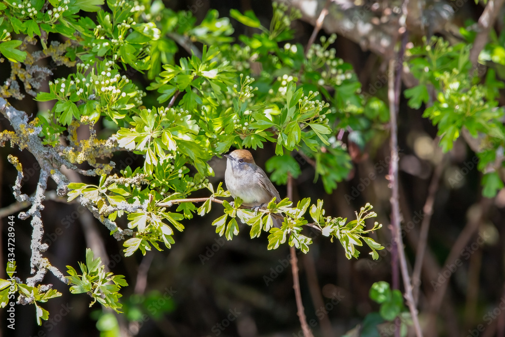 A Female Blackcap bird perched on a branch