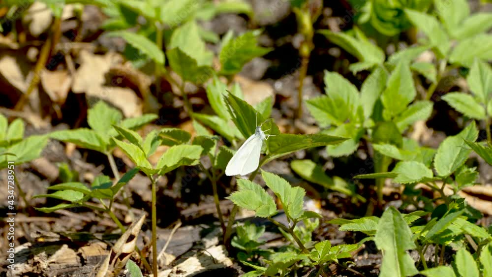 A small white butterfly on the leaf of the plant in the garden A small white butterfly on the leaf of the plant in the garden